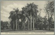 Caire. Jardin de l'Ezbékieh, groupe de palmiers