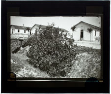 Un ricin (Camp Servière)