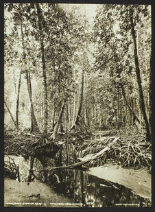 Mangrove swamp, Reqi - Ysabel - Solomons