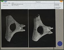 Bâton perforé, bois de renne