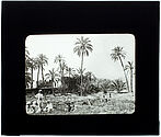 Palmiers-dattiers de Sidi-Okba