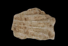 Coquillage (fragment)