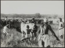 Sacrifice de bœufs. Sud. Capture d'un bœuf, peut-être en vue d'un…