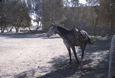 Cheval sans cavalier