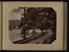 Lac de Kandy - Kitoul palms