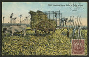 Loading Sugar Cane in Field, Cuba