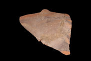 Coupe (fragment)