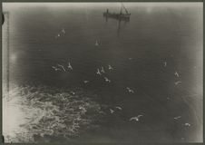 Mouettes à Port-Saïd