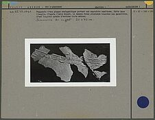 Fragments d'une plaque stalagmitique