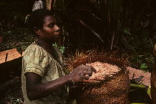 Femme filtrant la moelle du palmier sagoutier
