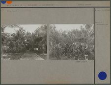 Palmiers et plantation