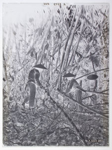 Abattage des bambous femelles tre nua