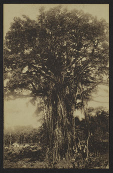 Banyan Tree