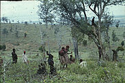 Sans titre [groupe de samburu parmi la végétation]