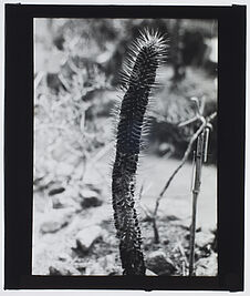 Sans titre [cactus long et fin]