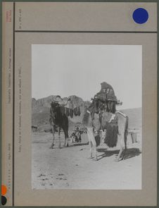 Fati, fille de l'amenokal Akhamouk, sur son méhari