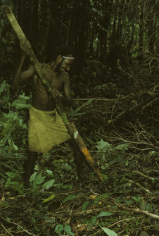 Ethnie Samo, plantation en sous-bois