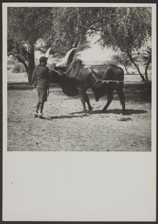 Zinder, Niger [Jeune fille avec un buffle]