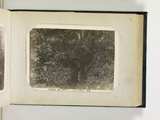L'arbre des palabres, Guédigbéa