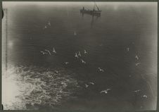 Mouettes à Port-Saïd