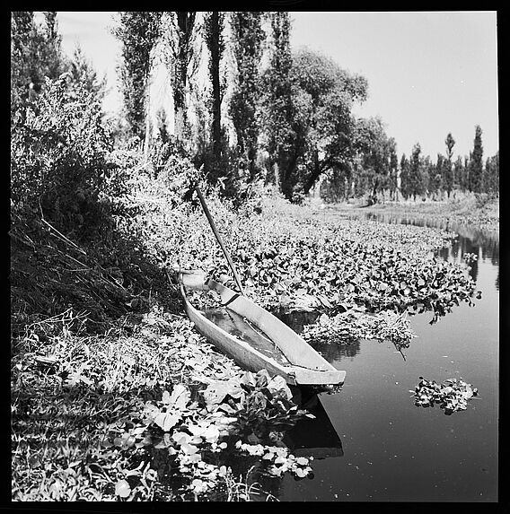 Xochimilco : jardins flottants (&quot;chinampas&quot;)