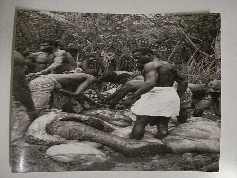 A  Achouka, chez les Noirs Mokandé, le dépeçage de l'éléphant