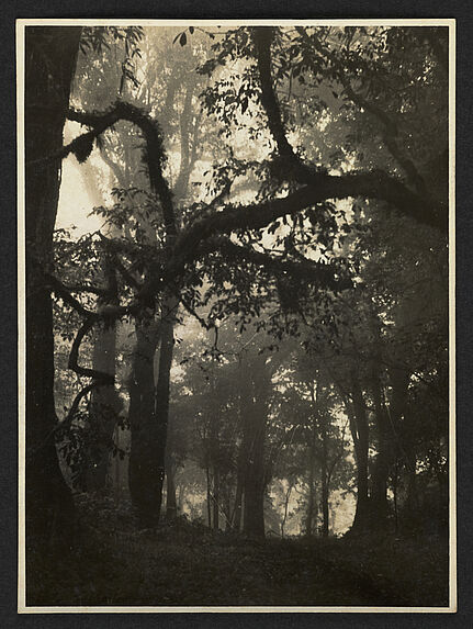Brouillard en forêt