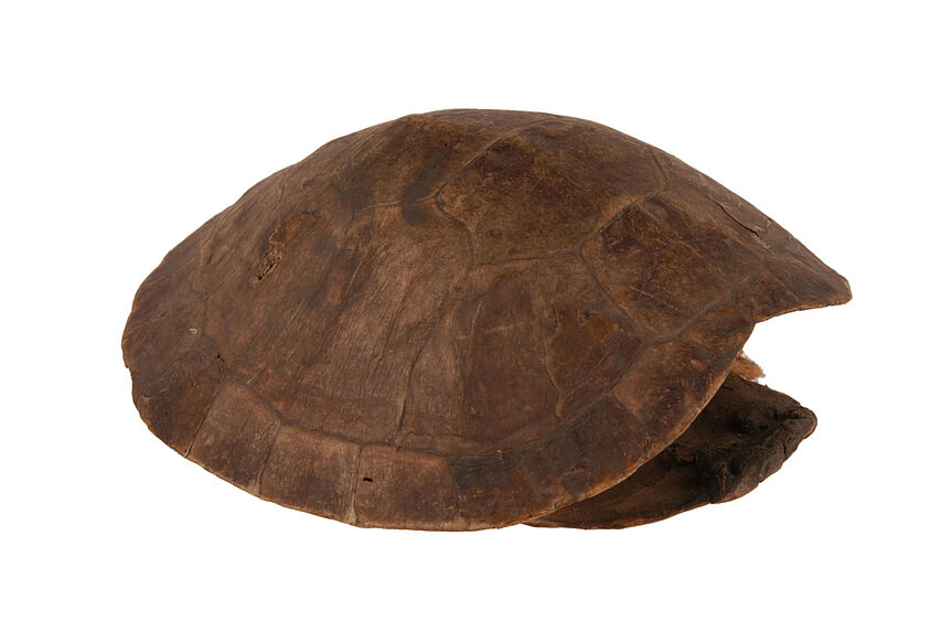 Carapace de tortue frottée