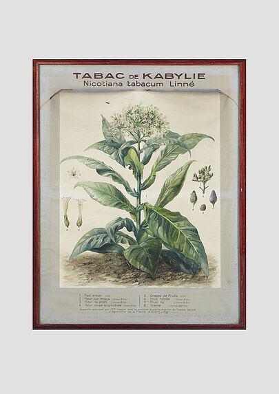 Tabac de Kabylie: nicotiana tabacum Linné