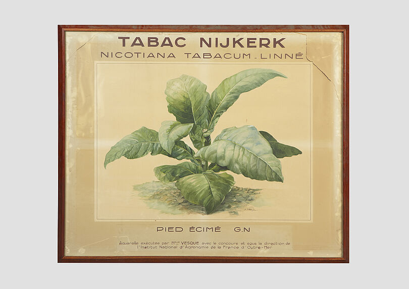 Tabac Nisjkerk: nicotiana tabacum Linné