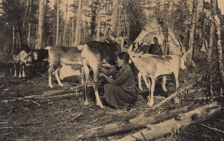 Femme trayant un renne