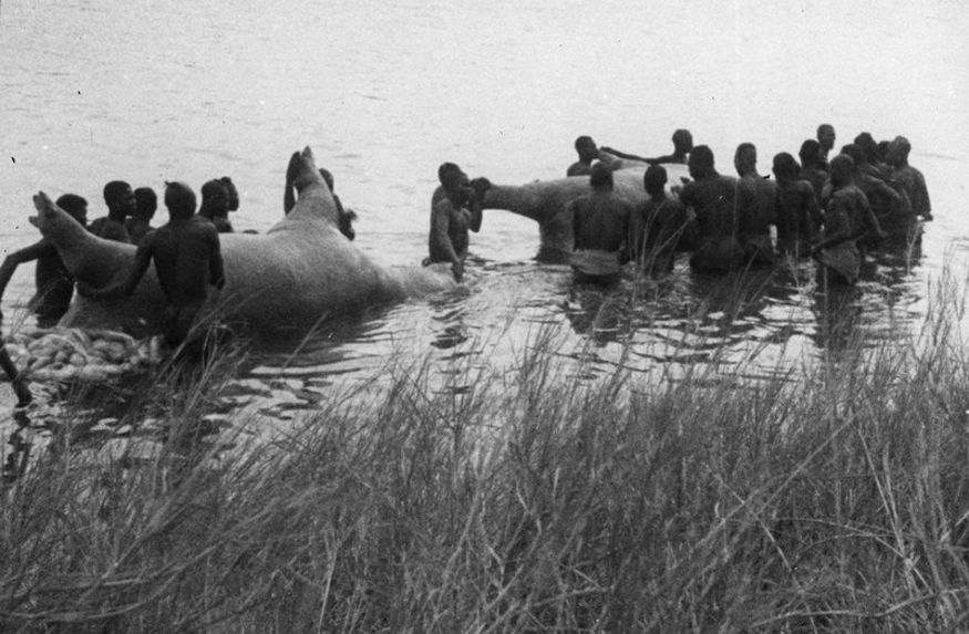 Hippopotames tués au cours de la chasse