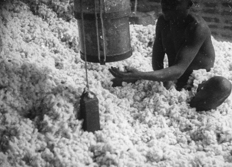 Récolte du coton