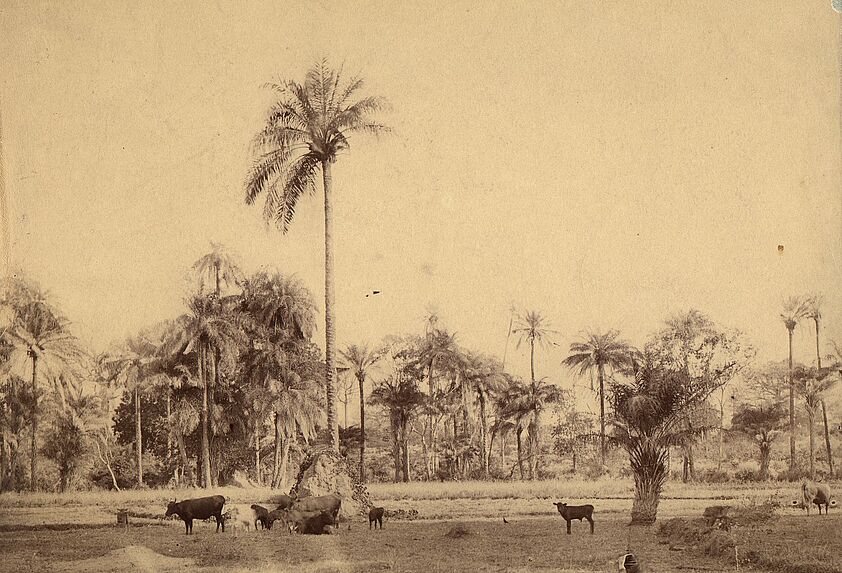 Paturages et palmiers sur les rives de la Casamance