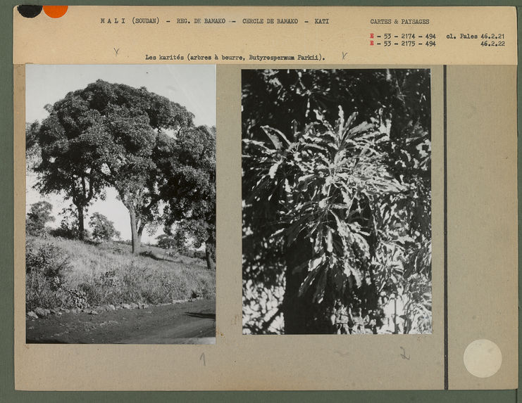 Les karités (arbres à beurre, Butyrosperum Parkii)