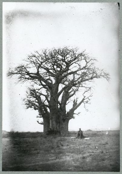 Baobab de la pointe de Bel-Air