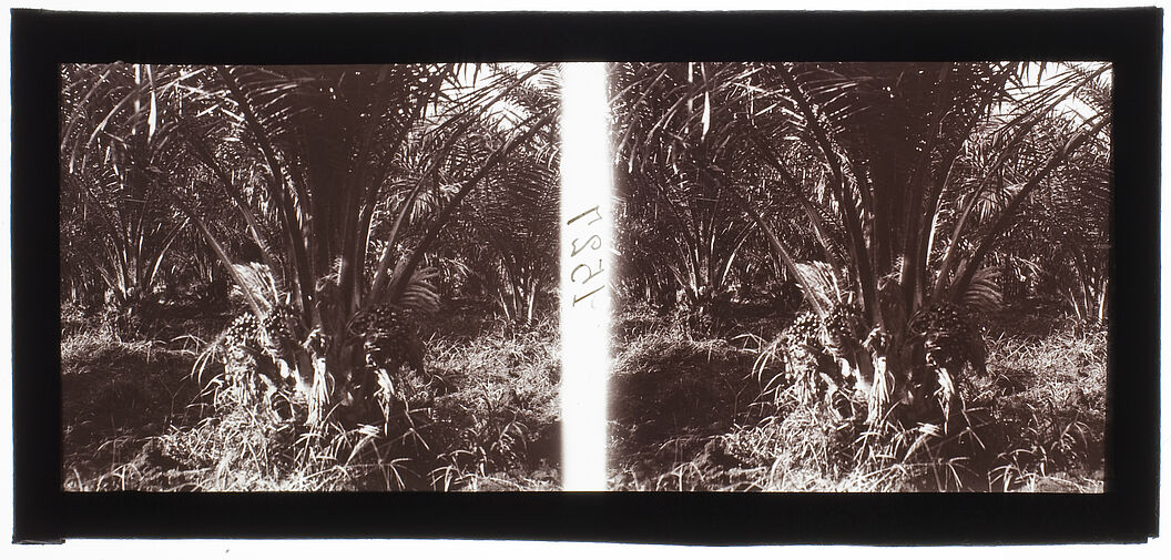Bien-Hoa : Palmiers à huile