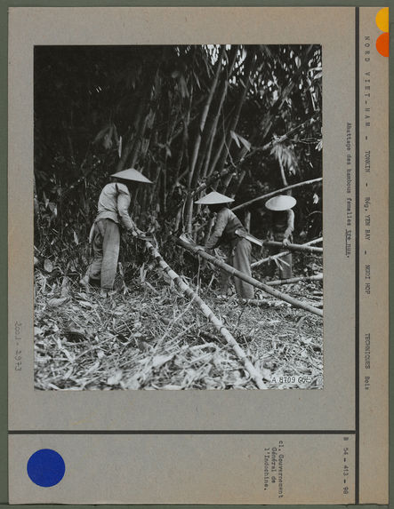Abattage des bambous femelles tre nua