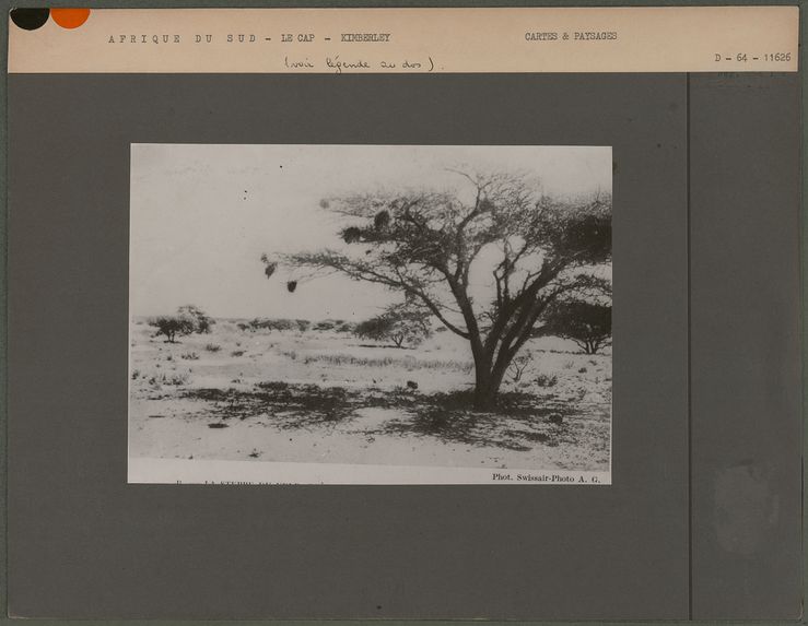 Plantes épineuses et acacias