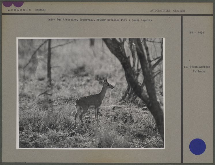 Jeune impala