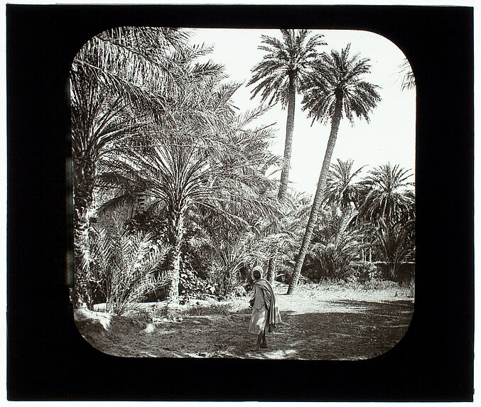 Biskra. Oasis. Groupe de palmiers