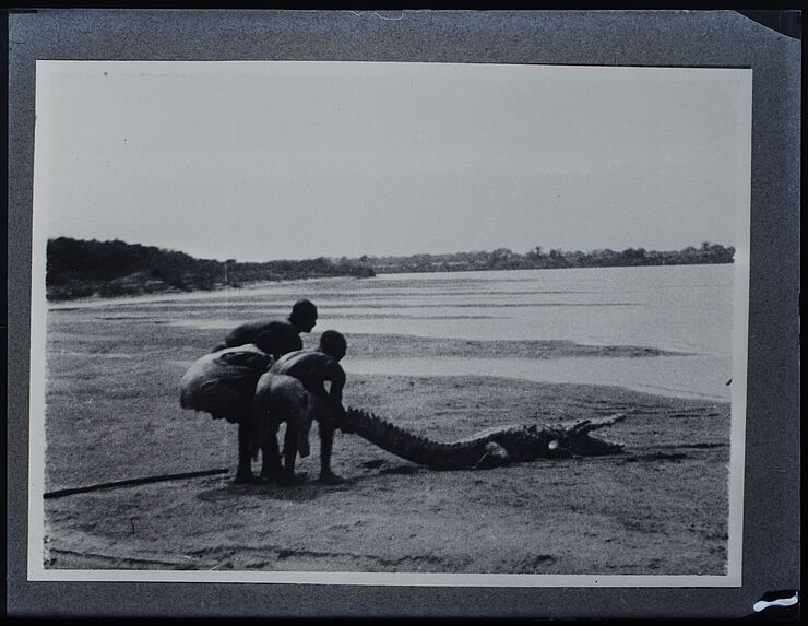 Fort-Lamy. Capture d'un crocodile sur le Chari