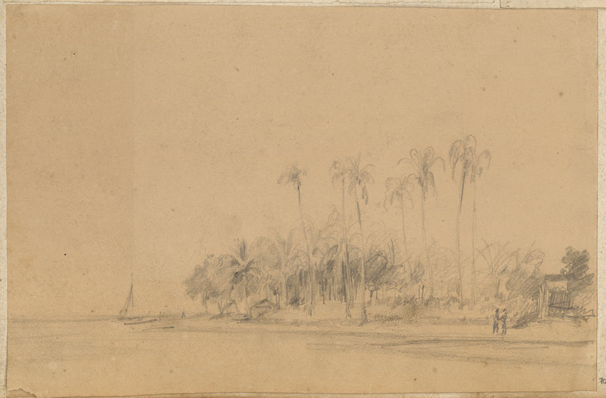 Palmiers sur la côte