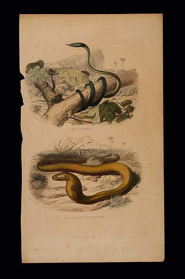 La Nasique - Le Serpent à lunettes