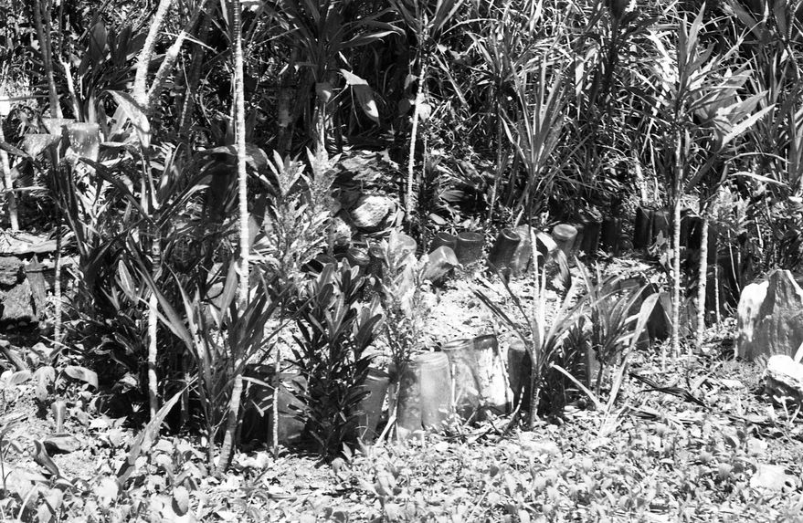 Buang Watut. Mission 75-76. Bande film de 6 vues concernant le cimetière de Ceraio