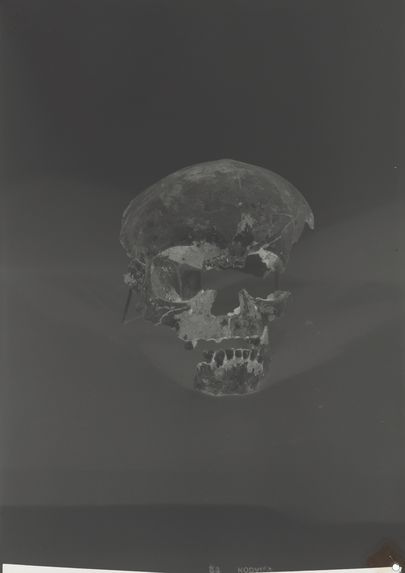Crâne d'enfant paléolithique supérieur de la grotte du Figuier