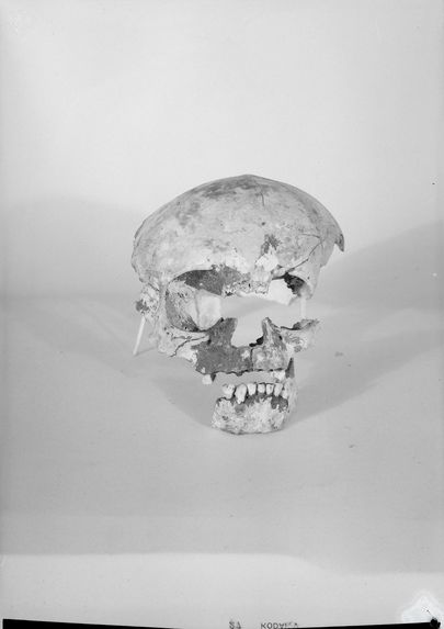 Crâne d'enfant paléolithique supérieur de la grotte du Figuier