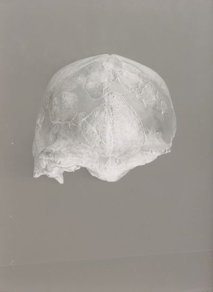 Crâne du Sinanthropus Pekinensis, Skull I, vue de face