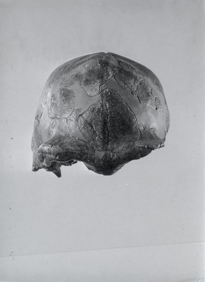 Crâne du Sinanthropus Pekinensis, Skull I, vue de face