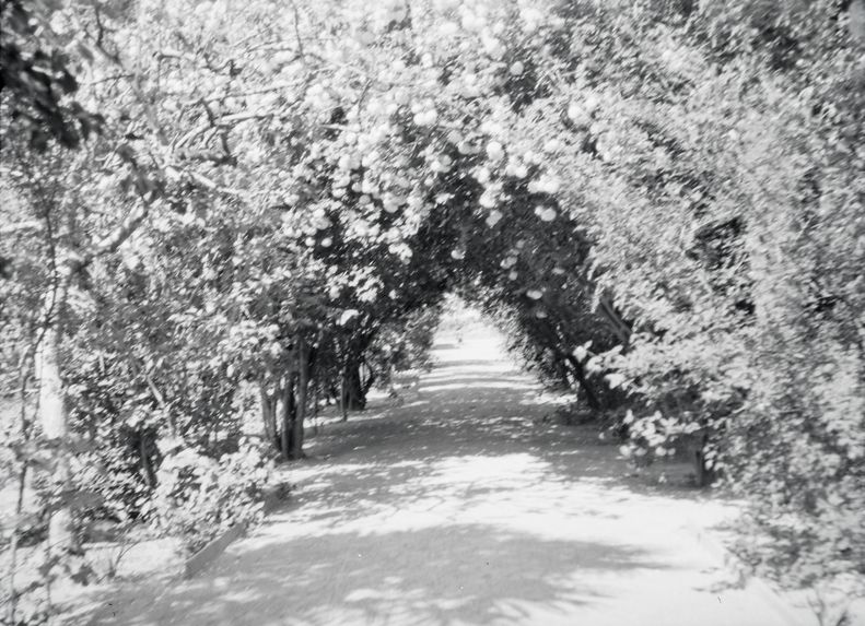 Sans titre [Allée d'un jardin]